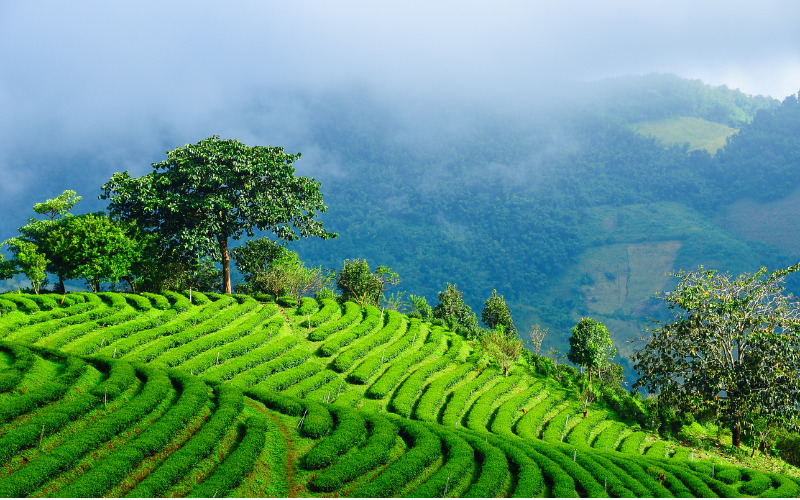 Tìm hiểu về 5 cánh đồng chè trứ danh của Việt Nam. 