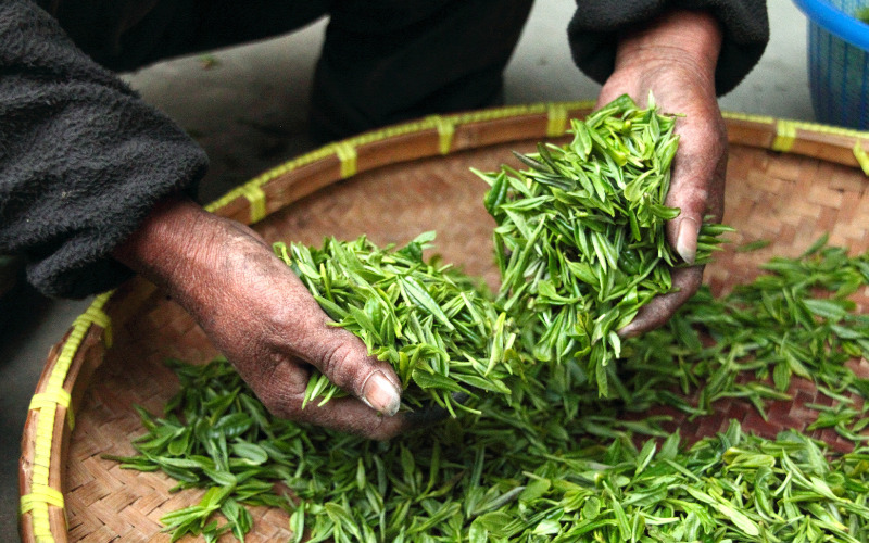 Bạn có biết về nguồn gốc trà? 