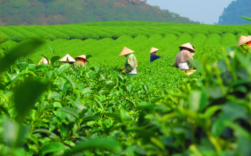 Nguồn gốc của trà đạo Việt Nam.