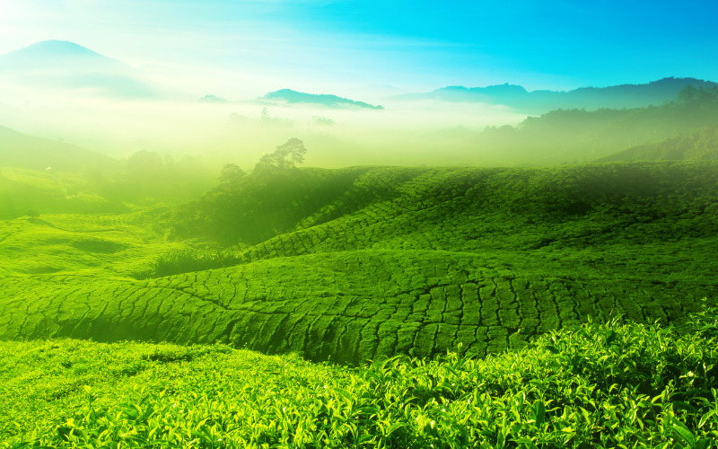 Phong cảnh Thái Nguyên thoáng mát và dòng nước trong lành tạo nên vị thanh mát của trà.
