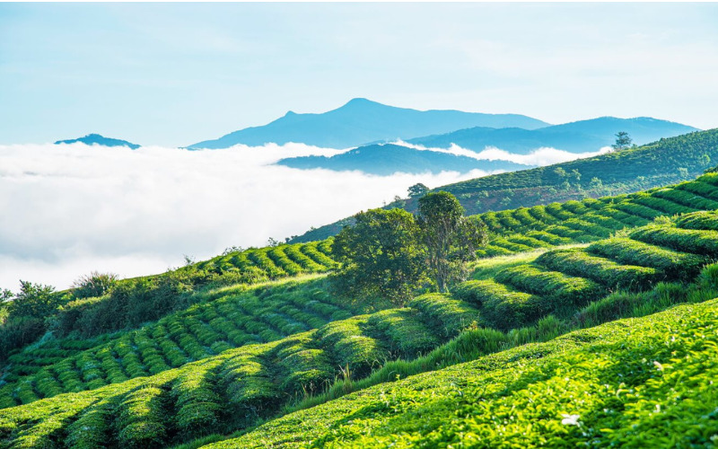 Tâm Châu, Phương Nam là những nông trường trà nổi tiếng ở Lâm Đồng. 
