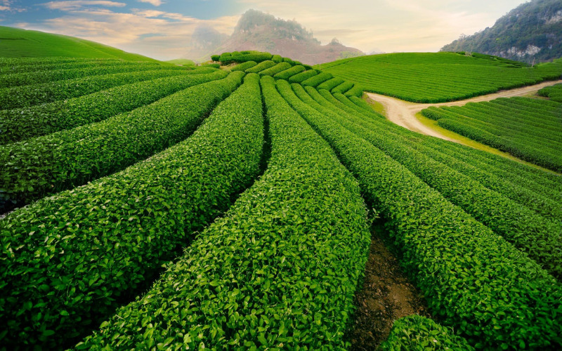 Trà Thái Nguyên - một loại trà hảo hạng