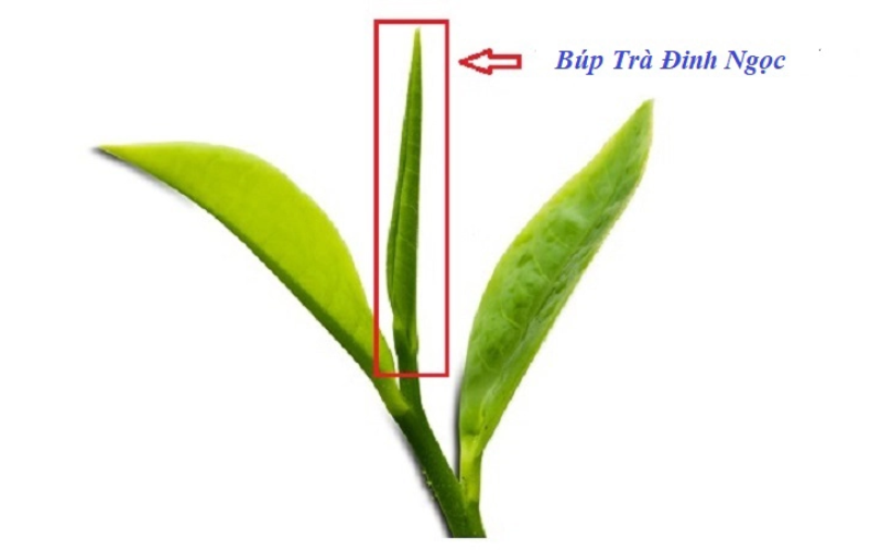 Các búp trà được dùng để sản xuất trà Đinh tân cương