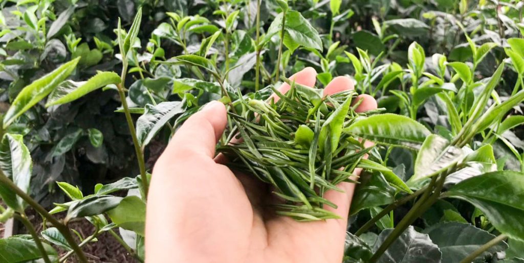 Chè Tân Cương – Trứ danh “Đệ Nhất Danh Trà”