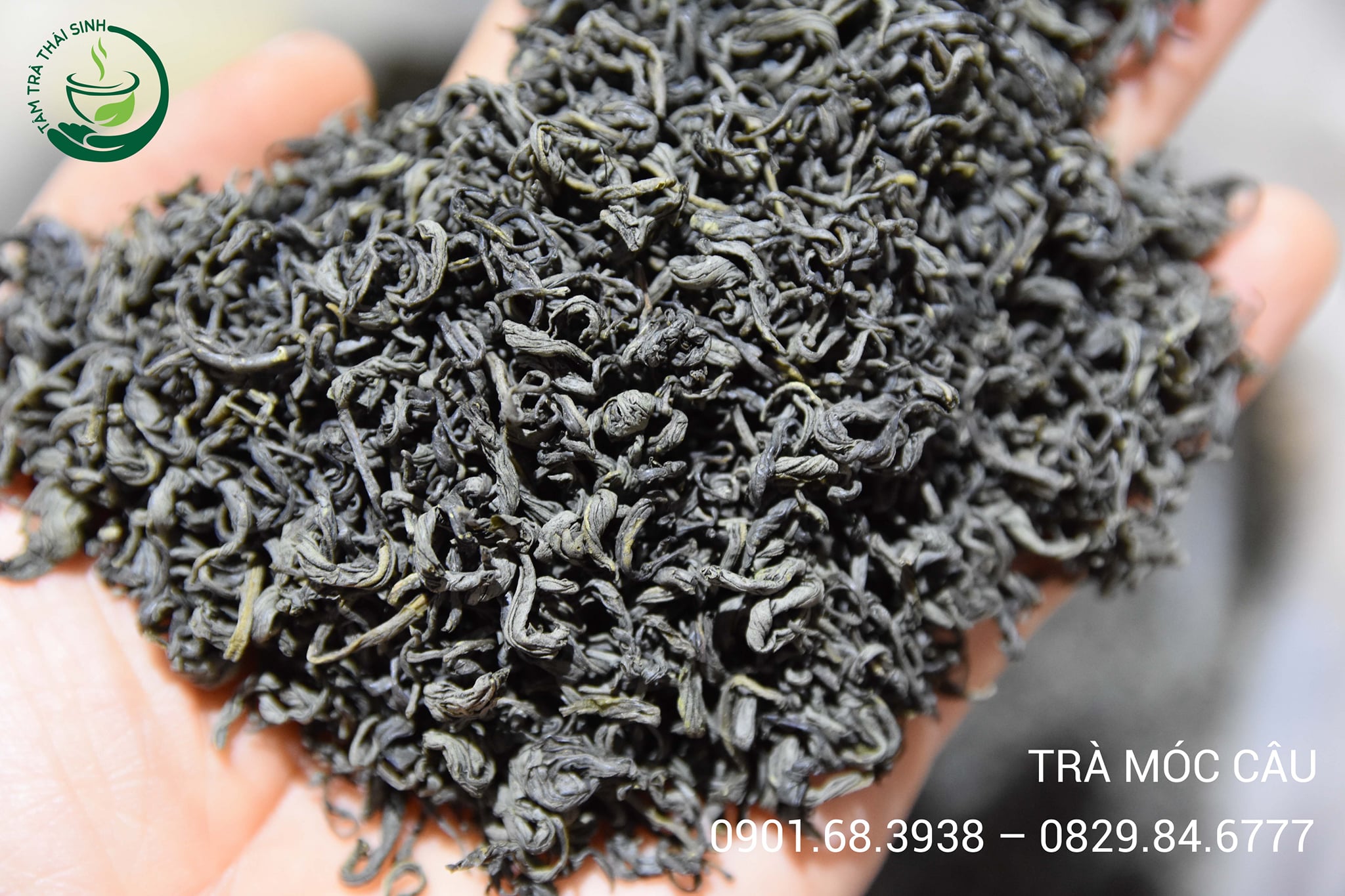 Trà Móc Câu