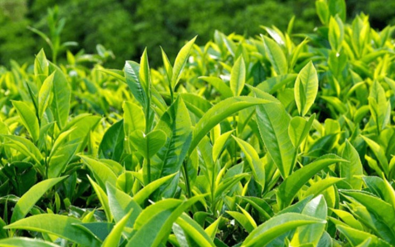 2-cach-pha-tra-ngon Giữ được hương vị là cách pha trà ngon