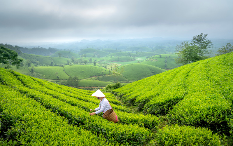 Chiêm ngưỡng 5 cánh đồng chè bạt ngàn hút mắt nhất Việt Nam
