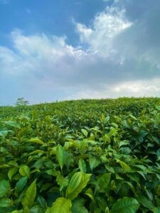 HTX Tâm Trà Thái - Chè Trung Du