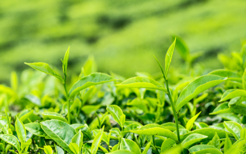 Tân Cương Thái Nguyên - Đệ nhất danh trà khiến nhiều người mê mẩn.