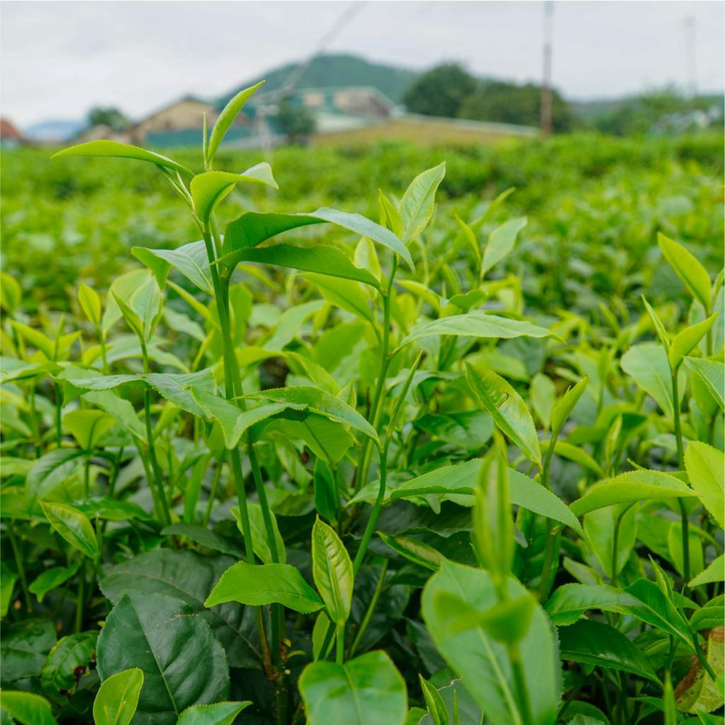 Lịch sử phát triển của cây chè Thái Nguyên