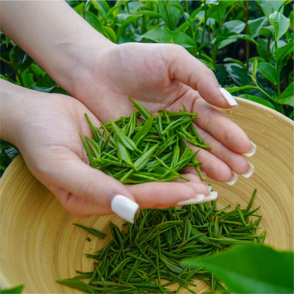 Chè Tân Cương - Kết tinh từ thiên nhiên và bàn tay con người