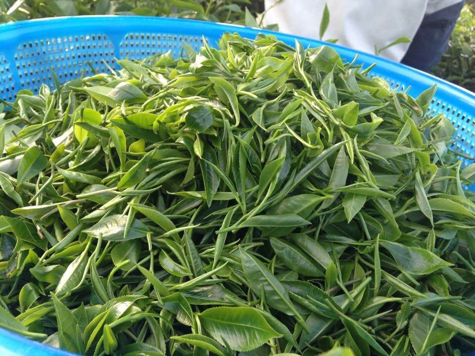 Đặc sản chè Thái Nguyên bạn nên thưởng thức