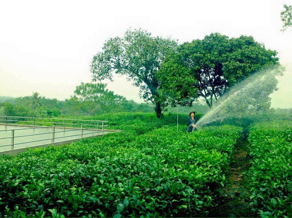 Tác dụng của chè xanh Thái Nguyên