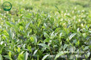 dsc_0208-300x200-1 Đồi trà Tân Cương