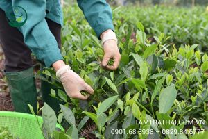 Thu hoạch trà trên đồi trà Tân Cương